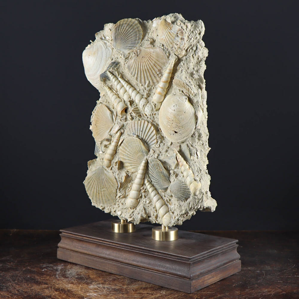 SENZA PREZZO DI RISERVA - Conchiglia Di Tromba Australiana Intricata Su Supporto - Conchiglia