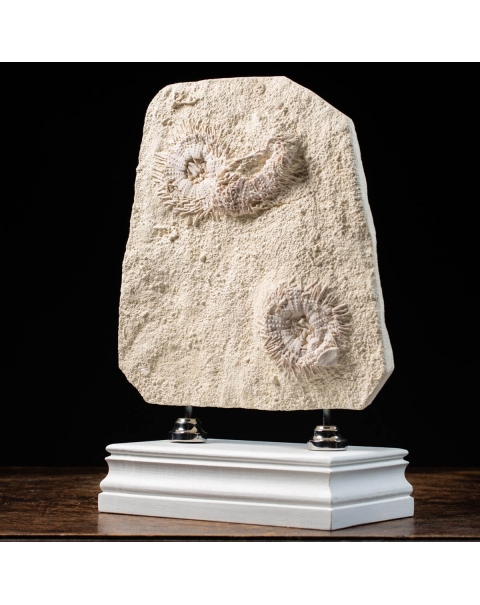 Sea Urchin Fossils Slab