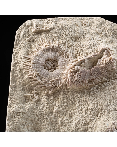 Sea Urchin Fossils Slab