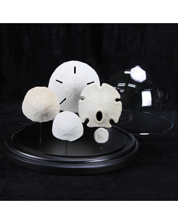 Sand Dollars under Glass Bell