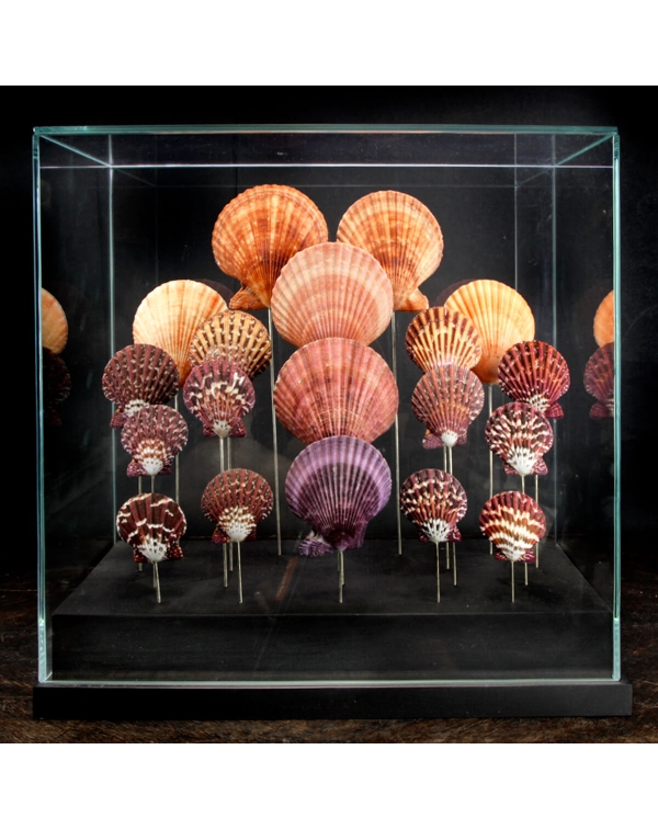 Shells Under Glass Dome