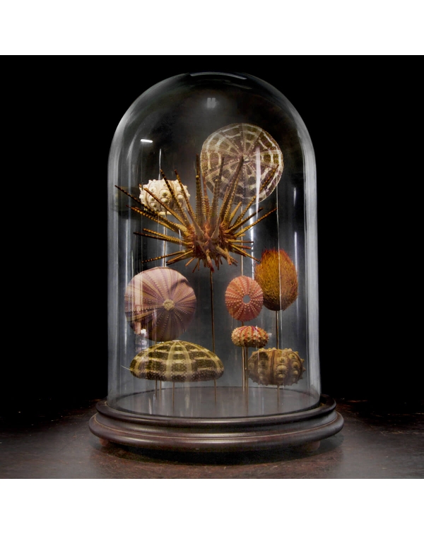 Sea urchins under bell glass