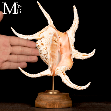 Lambis Chiragra – Architettura marina tra elegan...