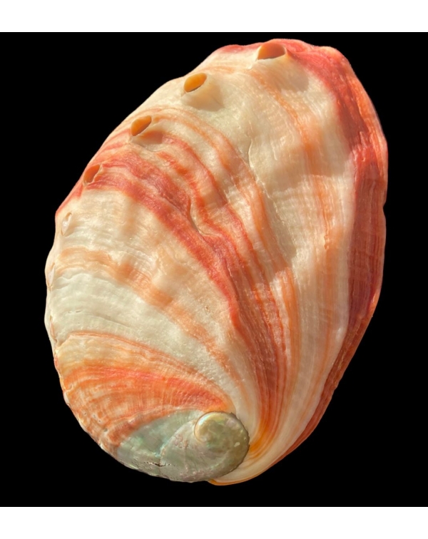 Haliotis Rufescens