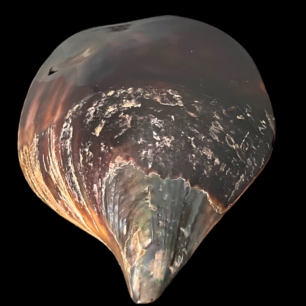 Conchiglia bivale della famiglia Pinnidae , guscio esterno lucidato.