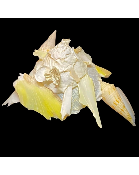 Xenophora Pallidula