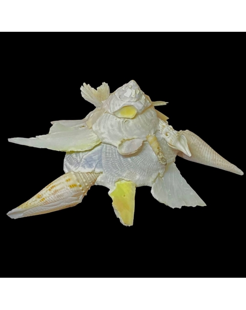 Xenophora Pallidula