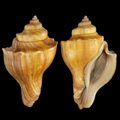 Volegalea Cochlidium (7)
