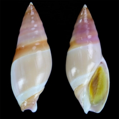 Ancillariidae (4)