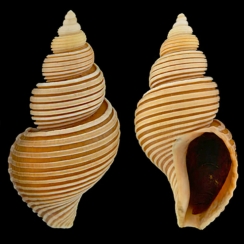 Buccinidae (18)