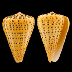 Conus Betulinus (11)