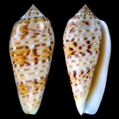 Conus Dusaveli (9)