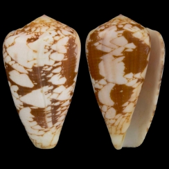 Conus Pennaceus (3)