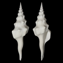 Fasciolariidae (20)