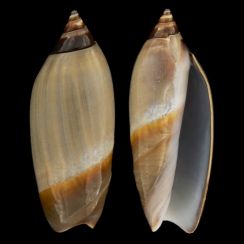 Olividae (87)