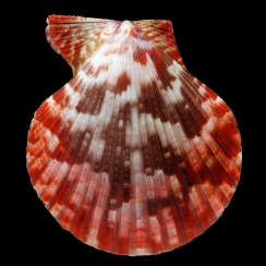 Mimachlamys Gloriosa  (14)