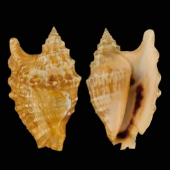 Tricornis Oldi (1)