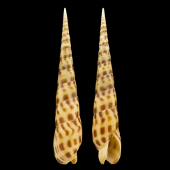 Oxymeris Areolata - Terebra Areolata (5)