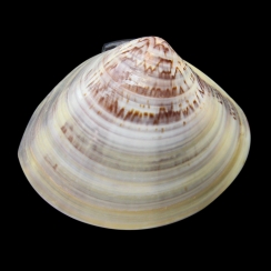 Veneridae (4)