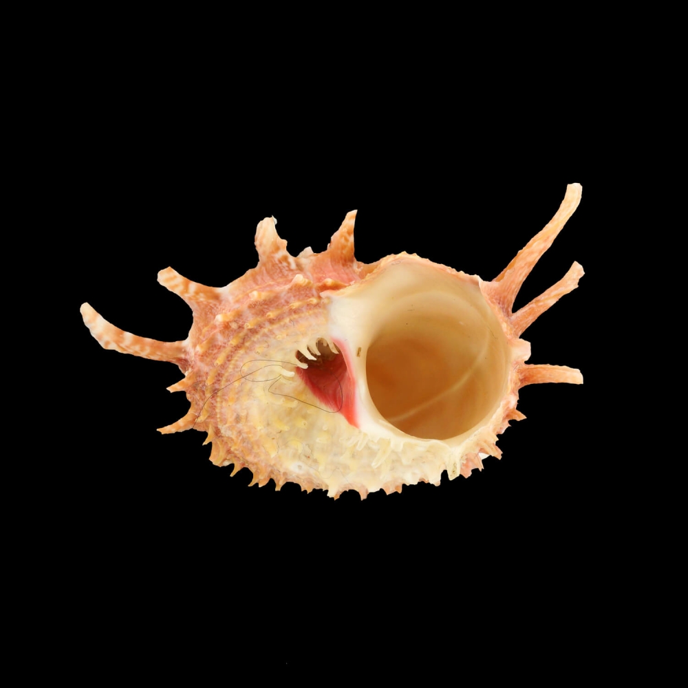 Angaria Sphaerula - Isole Filippine