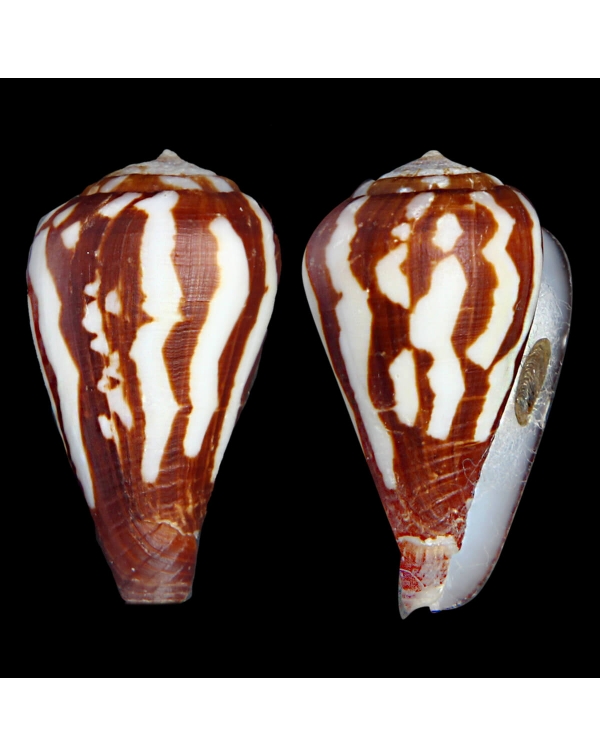 Conus Bulbus