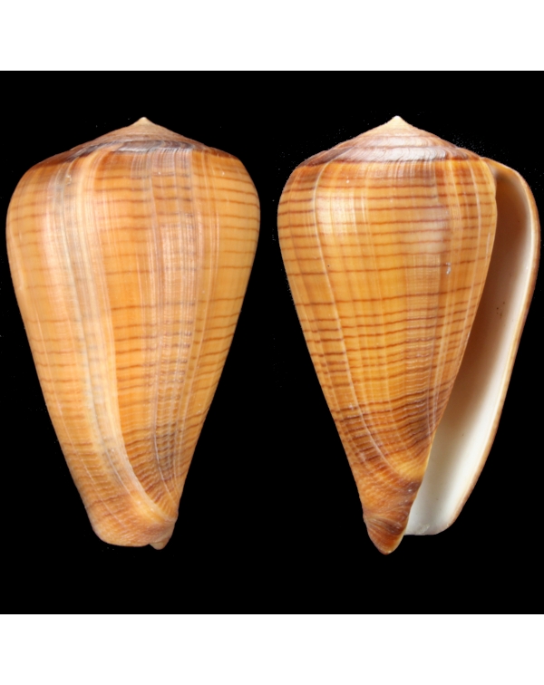 Conus Betulinus f. Deprehendens