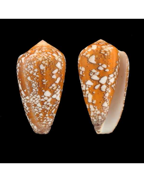 Conus Behelokensis