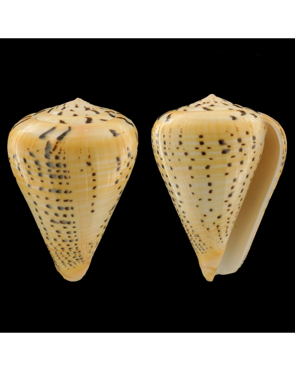 Conus Betulinus 