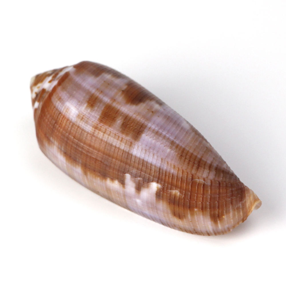 Conus Circumcisus - Filippine