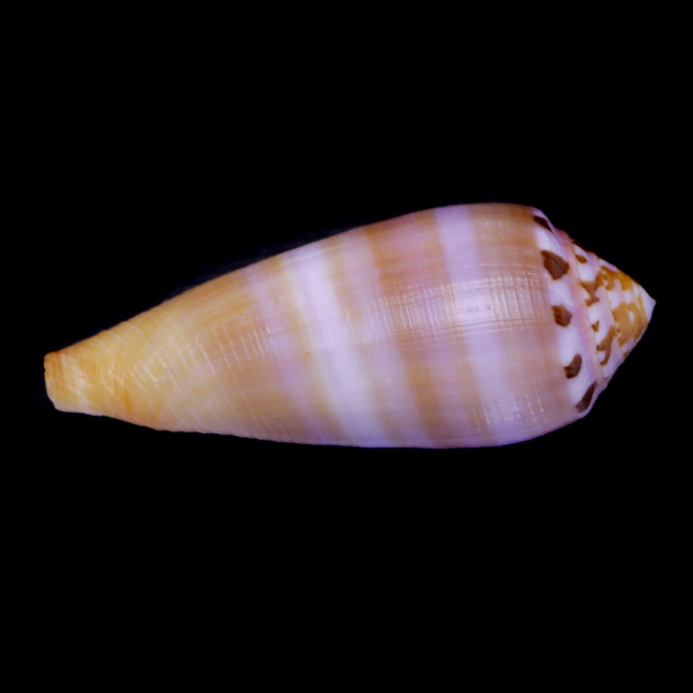 Conus Circumcisus f. Brazieri