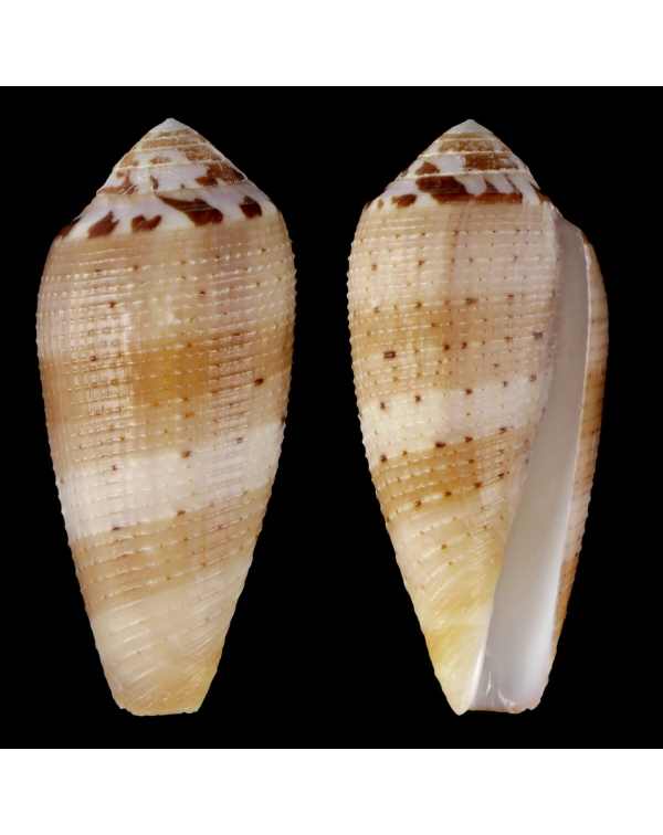 Pionoconus Circumcisus Granulate