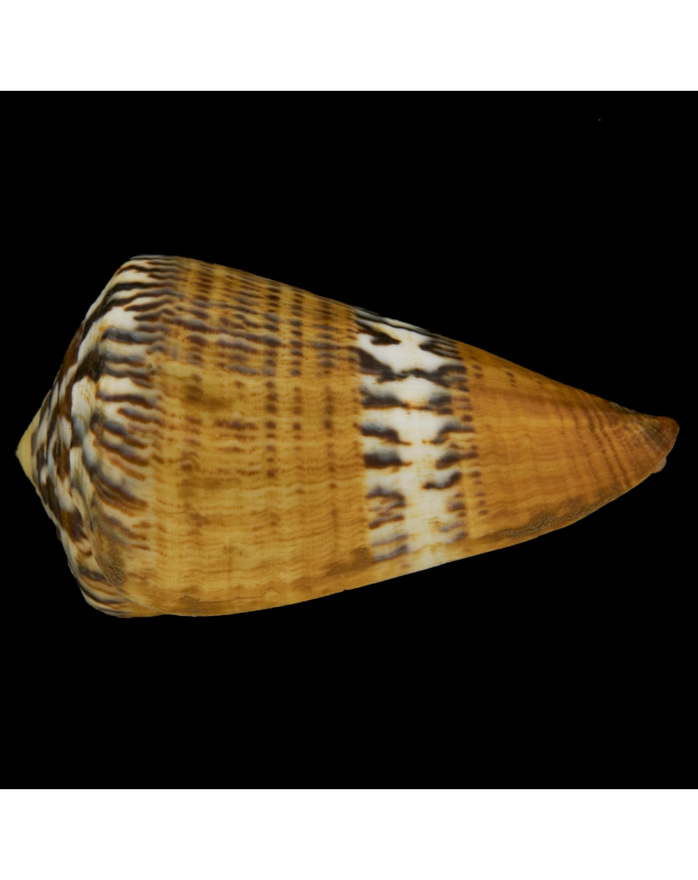 Conus Capitaneus Madagascar
