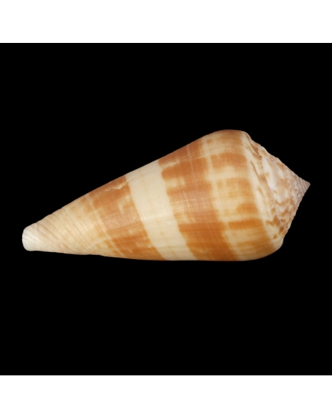 Conus Consors