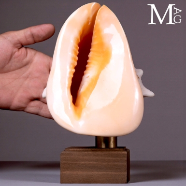 Conchiglia Cassis Cornuta su base in legno e otton...