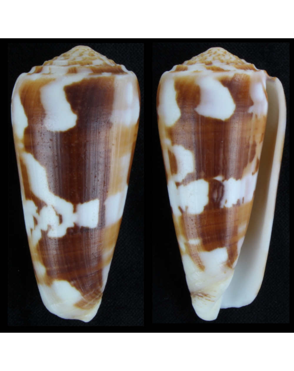 Conus Gubernator- Madagascar