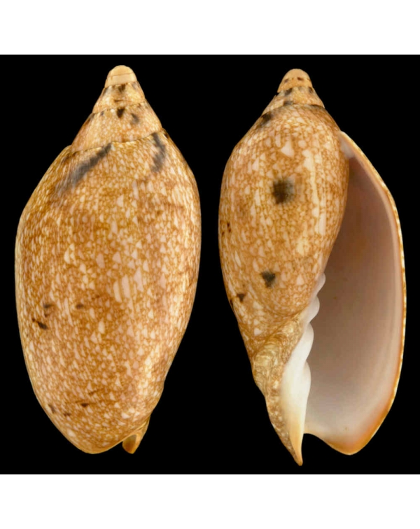 Cymbiola Innexa f. Marispuma