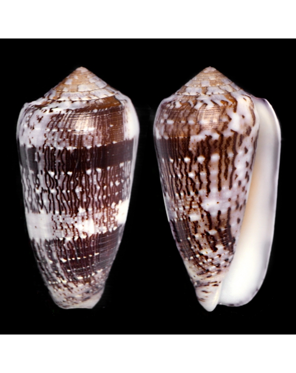 Conus Floccatus