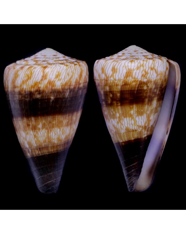 Conus (Rhizoconus) Miles