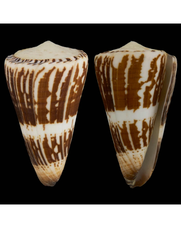 Conus (Strategoconus) Maldivus