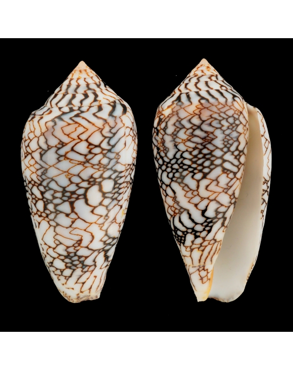 Conus Textile f. Albospiratus "Snake"