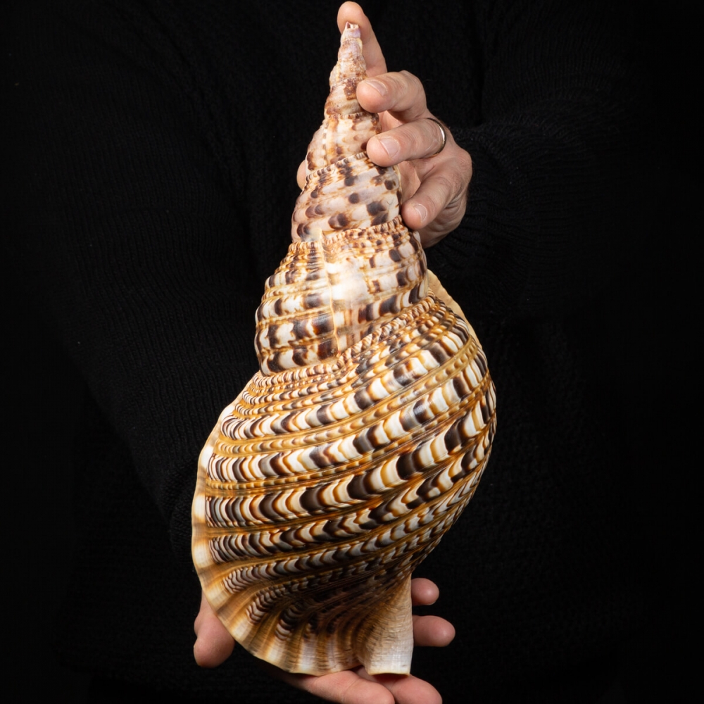 Charonia Tritonis Indonesia