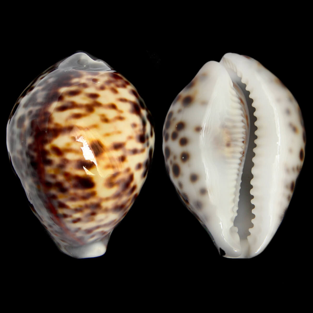 Cypraea Tigris