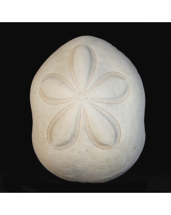 Echinodea Sea Biscuit
