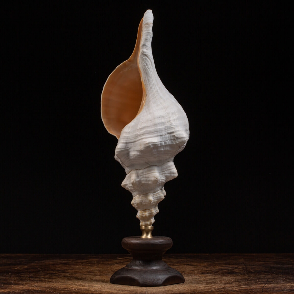 Triplofusus Giganteus su base FUM01