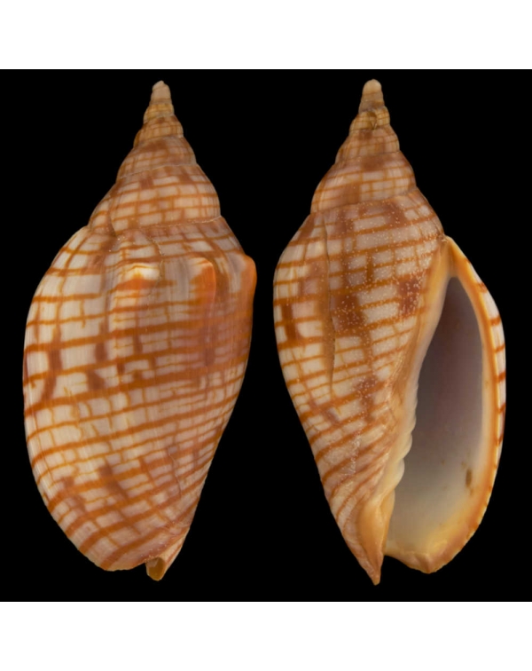 Harpulina Arausiaca f. Vexillum