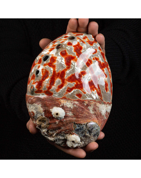 Haliotis Rufescens Abalone Shell: A Malacological ...