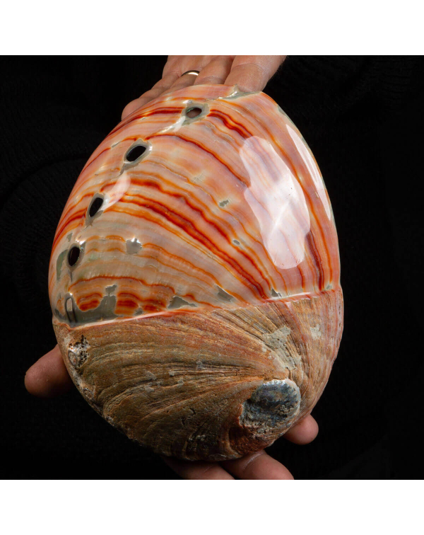 Beautiful Haliotis Rufescens Shell from California