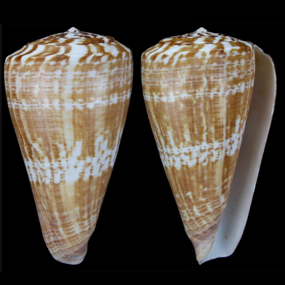 Kalloconus Pulcher Prometheus - Costa D'Avorio