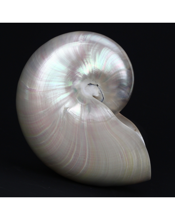 Nautilus Mother of Pearl