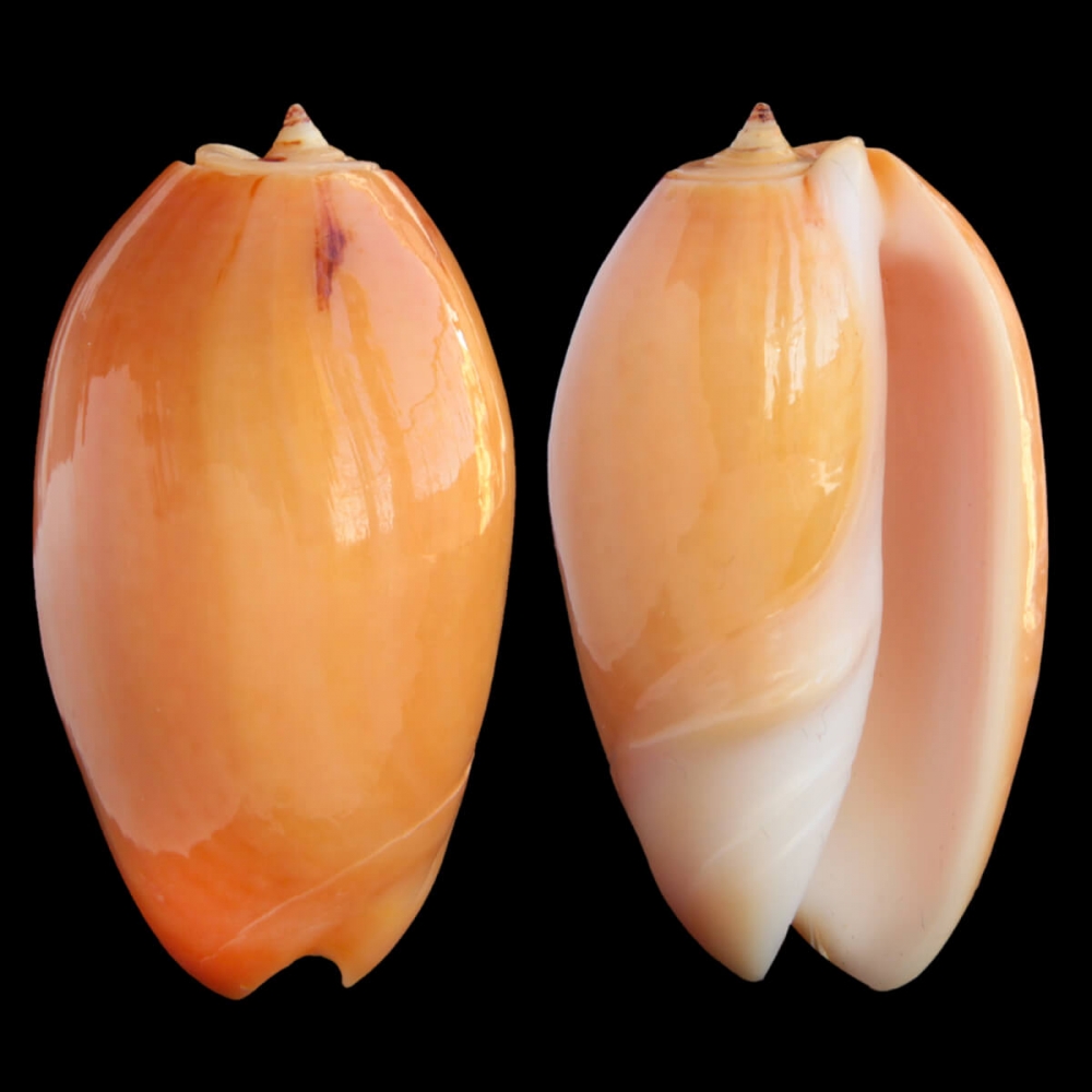 Oliva Bulbosa Aurata